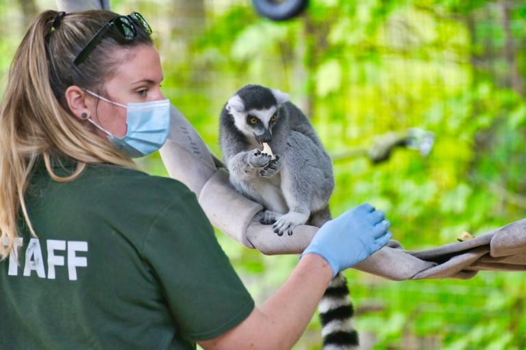 Female wildlife staff training lemur