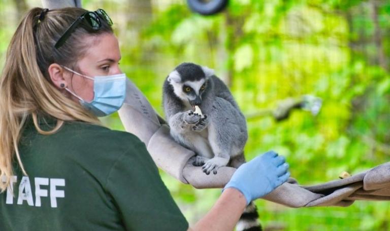 Ring-tailed lemur receiving fruit treats from a female zoo staff worker wearing a face mask and sunglasses