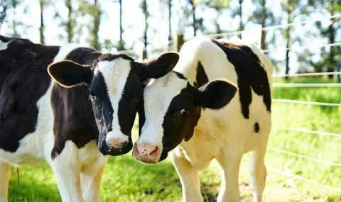 Two adult cows outside in a field on a sunny day rubbing heads together